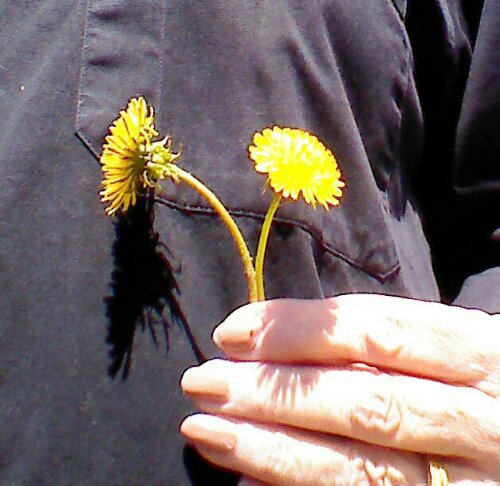 An Honest Dandelion